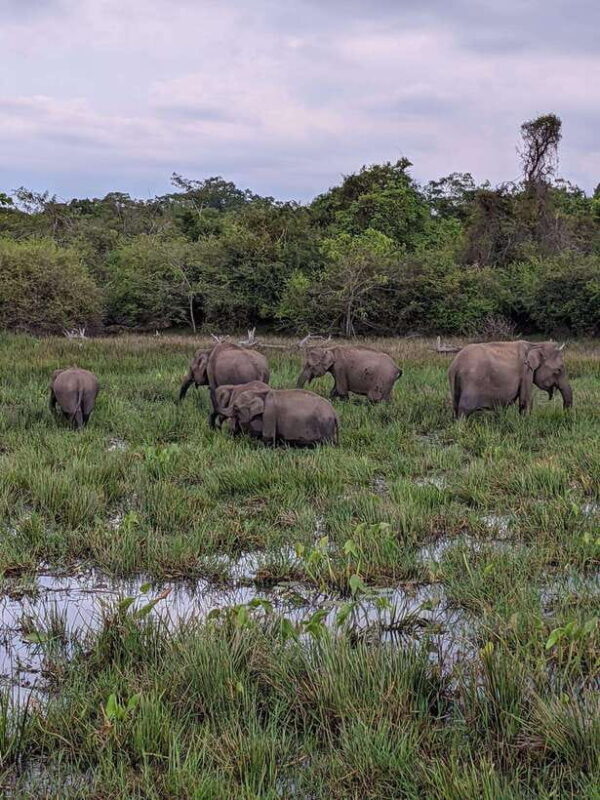 Lunugamvehera National Park ( Yala Block 5 / 6 ) Wild Safari - Key Points