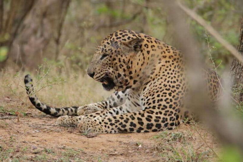 Lunugamvehera National Park ( Yala Block 5 / 6 ) Wild Safari - Who Would Love This Tour?