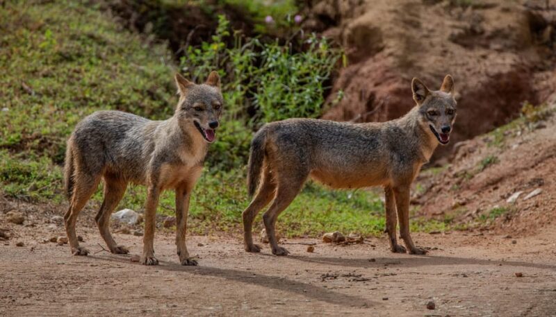 Lunugamvehera National Park ( Yala Block 5 / 6 ) Wild Safari - FAQ