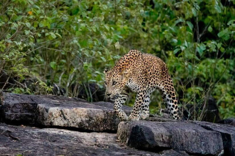 Lunugamwehera NP (Block VI) Morning Safari Game Drive - Key Points