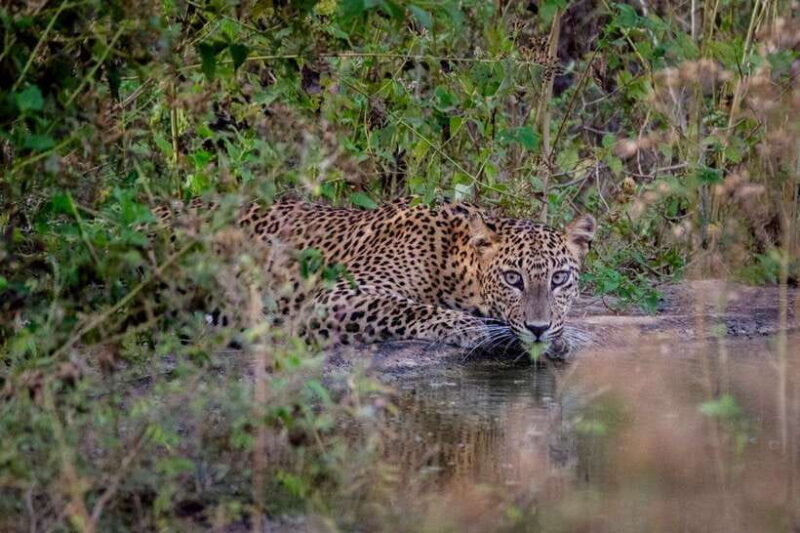 Lunugamwehera NP (Block VI) Morning Safari Game Drive - Who Will Love This Safari?