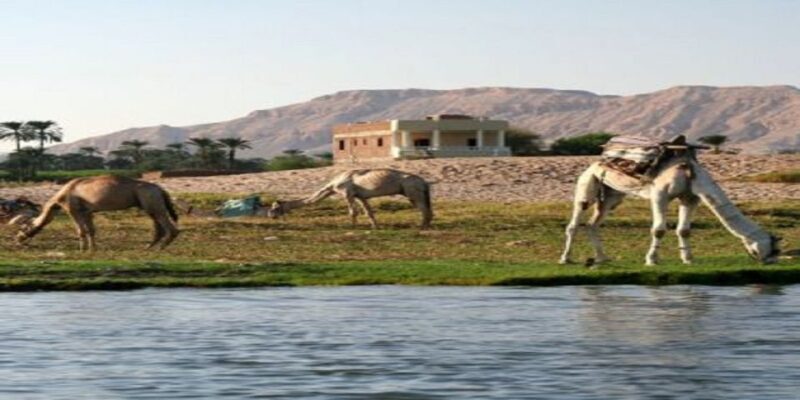 Luxor: Scenic Camel or Horse Ride - What To Expect from Your Luxor Countryside Ride