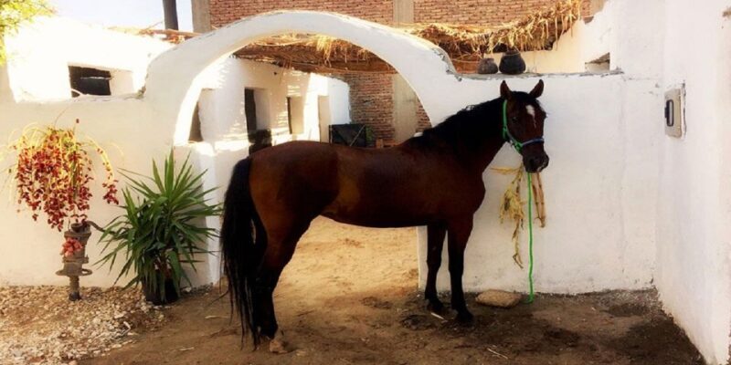 Luxor: Scenic Camel or Horse Ride - FAQs