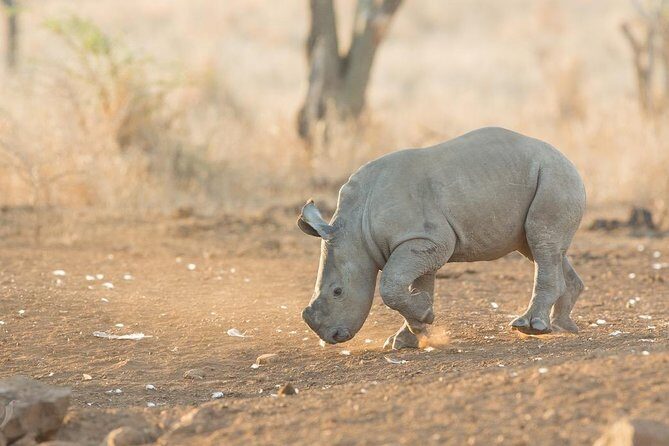 Luxury 5-Day Lesotho, Drakensberg & Safari Tour from Durban - Practical Insights and Tips