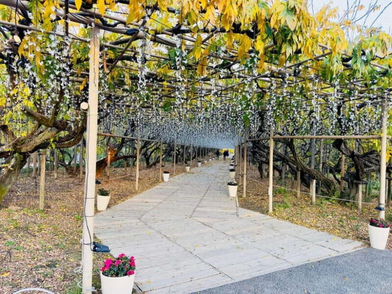 Luxury Ashikaga Flowers Park Tour With Pickup & Drop off - Final Thoughts