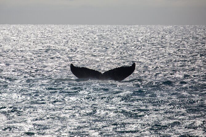 Luxury Catamaran Whale Watch - An Overview of the Experience