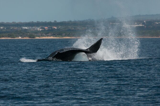 Luxury Catamaran Whale Watch - Final Thoughts