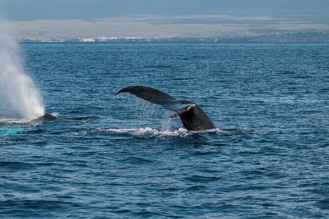 Luxury Catamaran Whale Watch - FAQ
