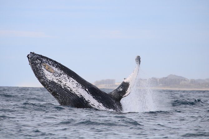 Luxury Catamaran Whale Watching Cabo San Lucas - Authentic Experiences and Reviews