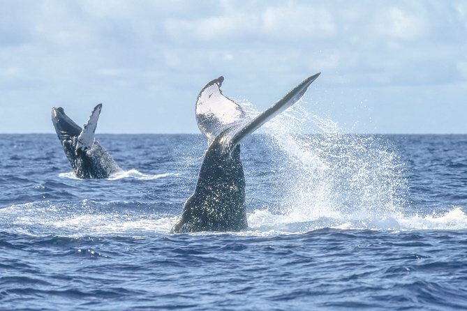 Luxury Catamaran Whale Watching Cabo San Lucas - The Sum Up: Is It Worth It?