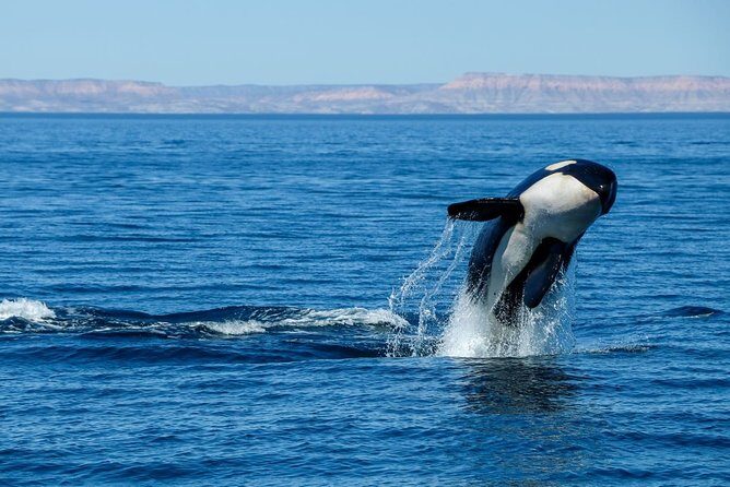 Luxury Catamaran Whale Watching Cabo San Lucas - FAQs