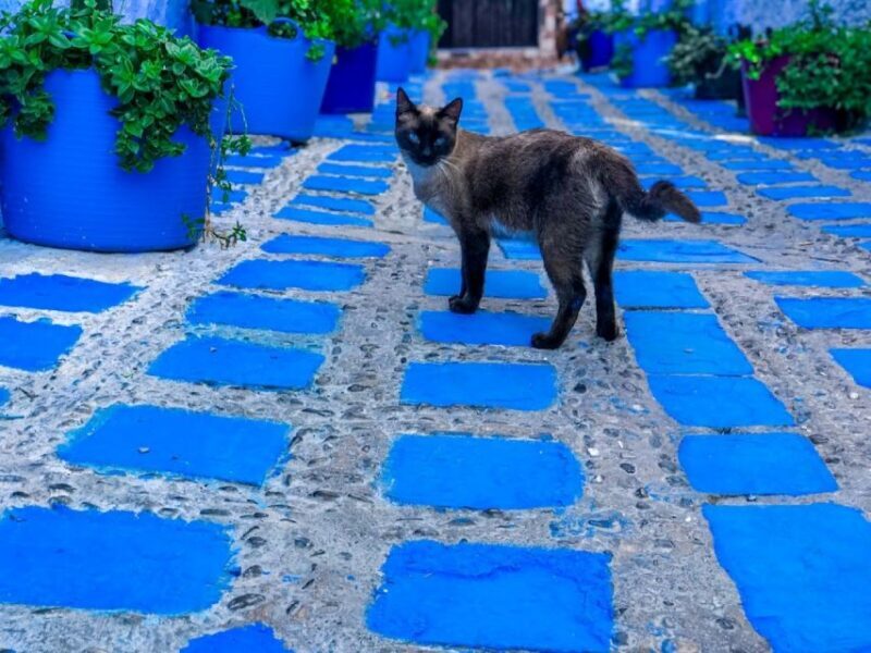 Luxury Chefchaouen : 2-Day Private Journey from Casablanca - Upscale Accommodation and Comfort
