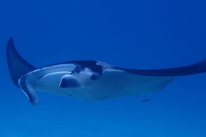 Luxury Full Day Snorkeling - Authentic Encounters with Marine Life