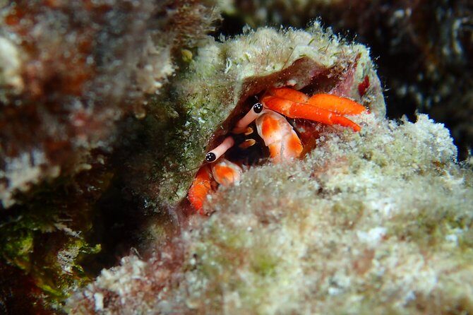 Luxury Full Day Snorkeling - The Value of Comfort and Convenience