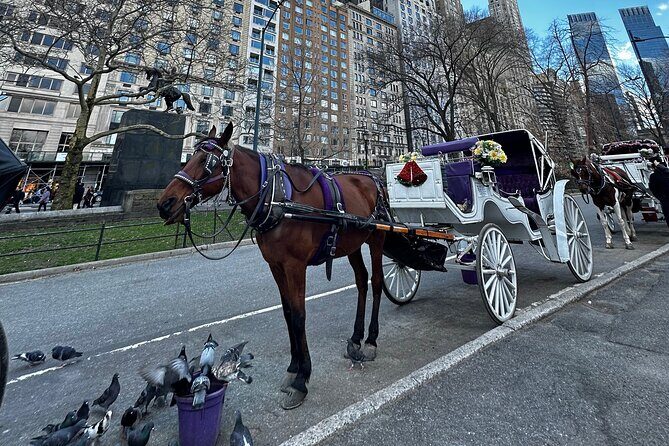 Luxury Horse and Carriage Tours in Central Park - Who Should Consider This Tour?