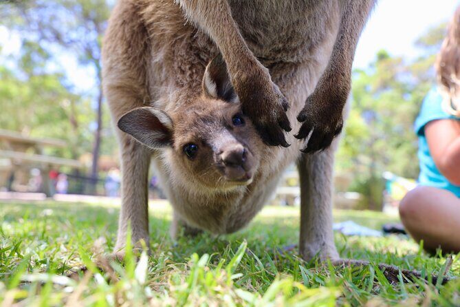 Luxury Hunter Valley Wildlife & Wine Tasting Tour from Sydney - What Travelers Say