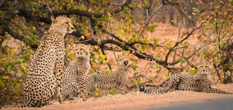 Luxury Kruger National Park: Safari & Panorama Route - Key Points