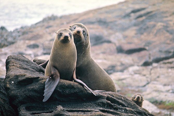Luxury Milford Sound Coach and Scenic Cruise - Authentic Experiences from Travelers