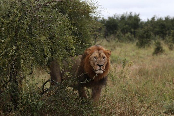 Luxury Okavango Safari - 3 Day - An In-Depth Look at the Safari Experience
