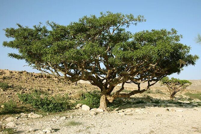 Luxury Overnight Desert Safari in Salalah - Final Thoughts