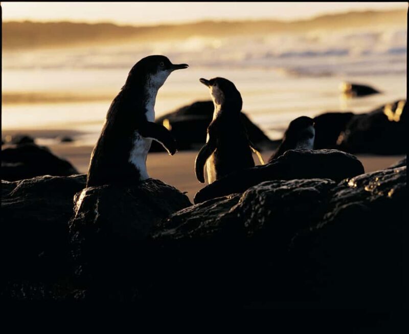 Luxury Phillip Island Tour for Families & Explorers 10 Max - Choosing Your Next Experience: Chocolate Factory or Cape Woolamai