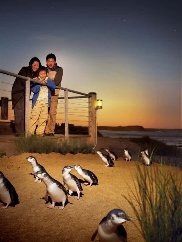 Luxury Phillip Island Tour for Families & Explorers 10 Max - Coastal Exploration: The Nobbies and Wildlife