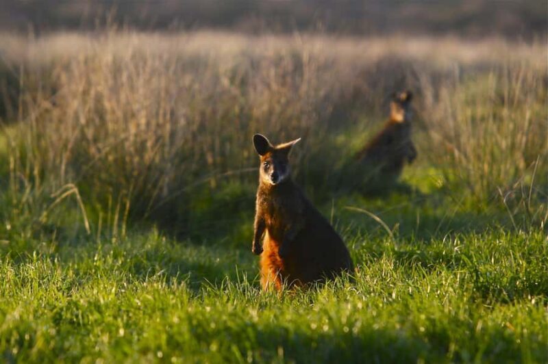 Luxury Phillip Island Tour for Families & Explorers 10 Max - Return Journey and Reflection