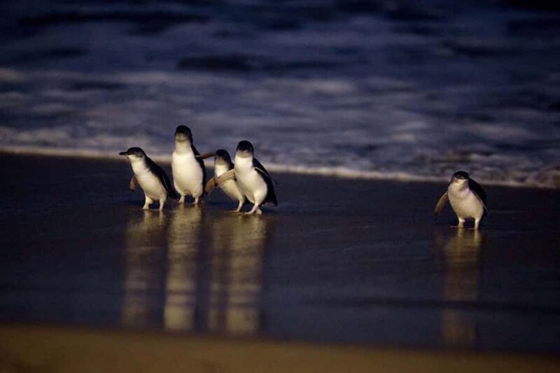 Luxury Phillip Island Tour for Families & Explorers 10 Max - What People Love & What to Consider