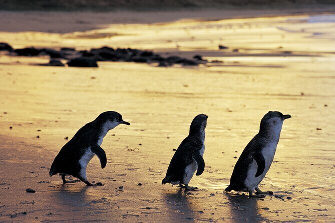 Luxury Phillip Island Tour for Families & Explorers [up to 10Pax] - Key Points