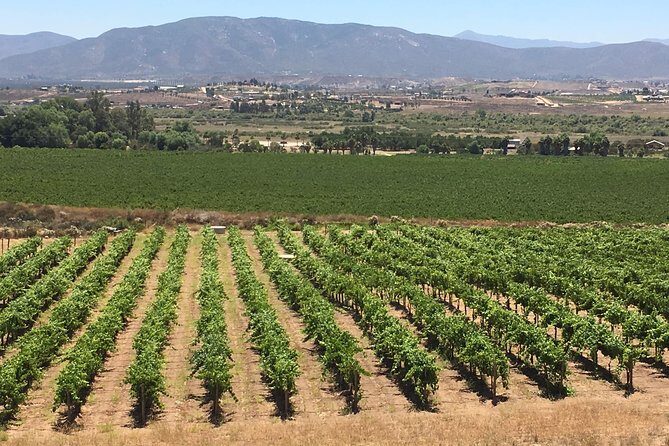 Luxury Private Wine Tasting Tour to Guadalupe Valley from San Diego - The Itinerary in Detail: What to Expect