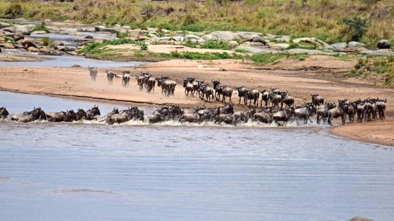 Luxury Safari Manyara, Serengeti & Ngorongoro. - Key Points