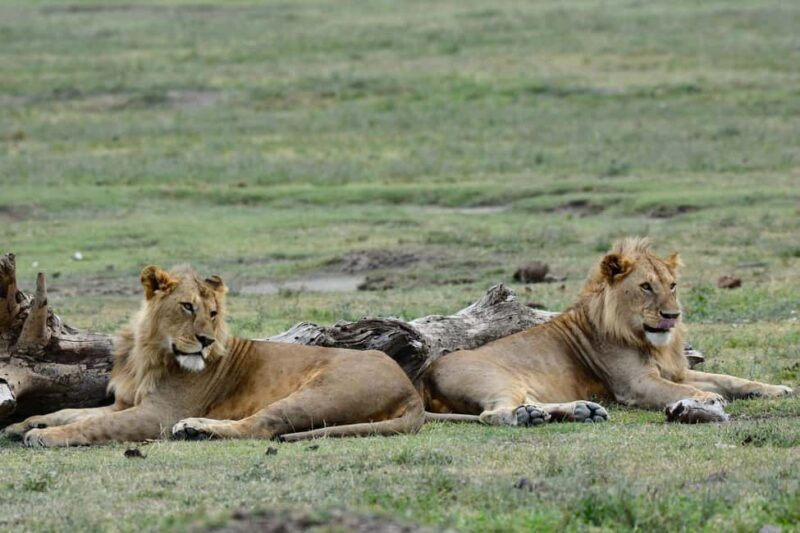 Luxury Safari Manyara, Serengeti & Ngorongoro. - An Honest Look at the Safari Experience