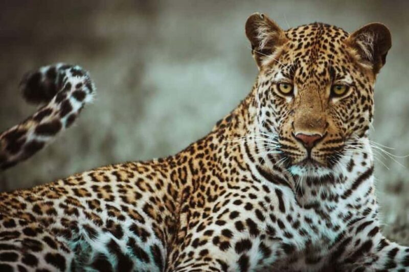 Luxury Safari Manyara, Serengeti & Ngorongoro. - The Value Proposition