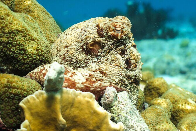 Luxury snorkel trip on a spacious wooden schooner and local lunch - Who Should Book This Tour?