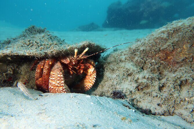 Luxury Snorkeling on Your Vacation Exclusively Private Guaranteed - Key Points