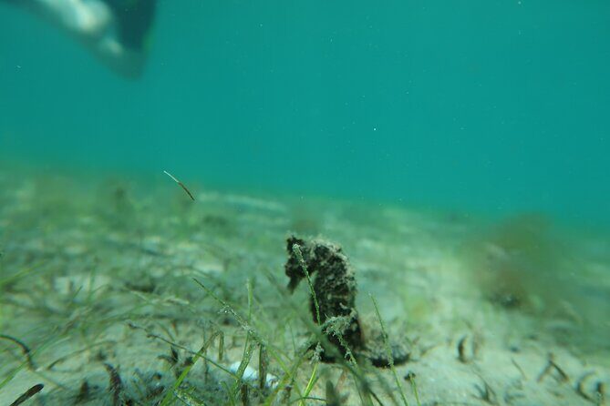 Luxury Snorkeling on Your Vacation Exclusively Private Guaranteed - Final Thoughts