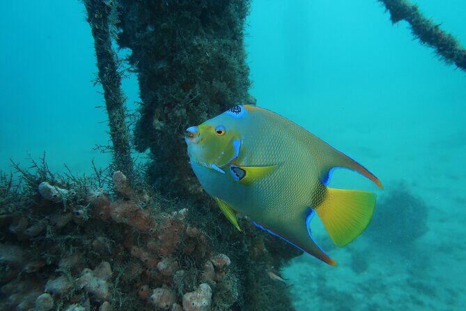 Luxury Snorkeling on Your Vacation Exclusively Private Guaranteed - Frequently Asked Questions