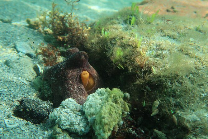 Luxury Snorkeling on Your Vacation Exclusively Private Guaranteed - Final Words
