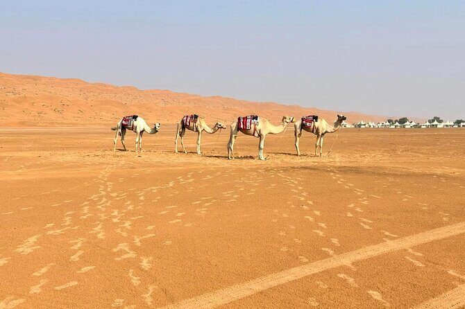 Luxury Sunset Desert Safari - Who Should Consider This Tour?