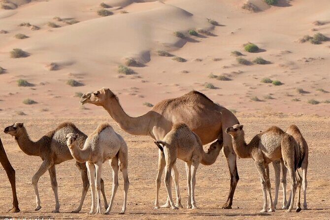 Luxury Sunset Desert Safari - The Sum Up