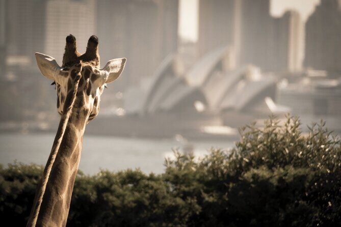 Luxury Sydney Tour - Pricing & Overall Value