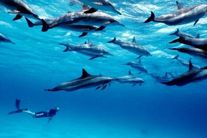 Luxury Tour to DOLPHINS, KUZA CAVE and THE ROCK RESTAURANT - FAQ