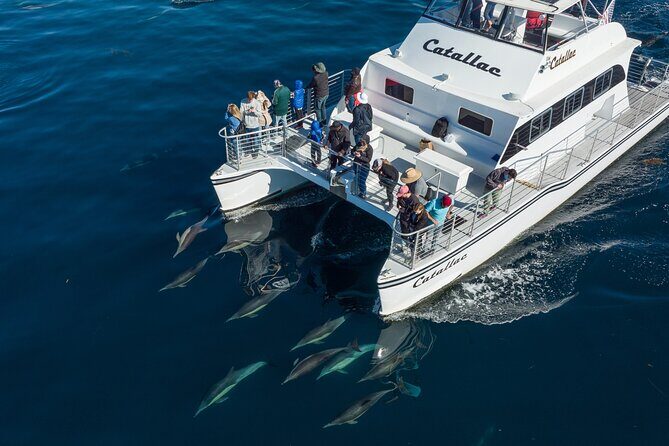 Luxury Whale Watching: Fewer People, Extra Speed, Expert Staff - Breaking Down the Experience