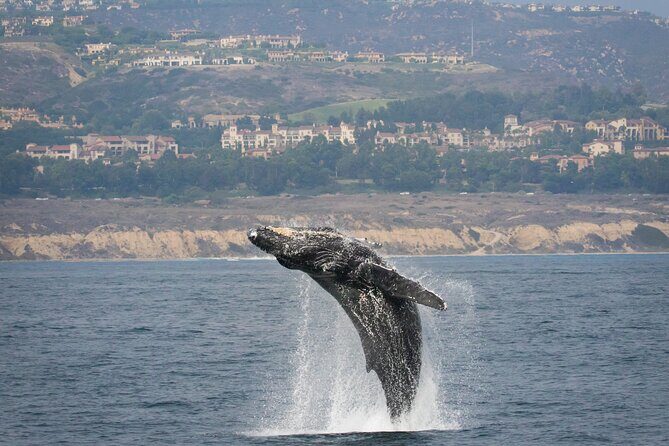 Luxury Whale Watching: Fewer People, Extra Speed, Expert Staff - The Sum Up