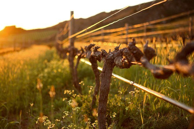 Luxury Wine Tour with Lunch - Final Thoughts