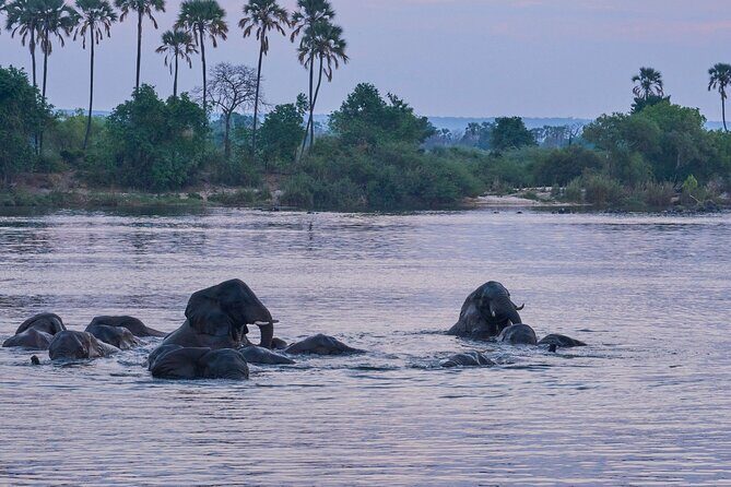 Luxury Zambezi Sunset Game Cruise - The Sum Up: Why This Experience Is Worth Considering
