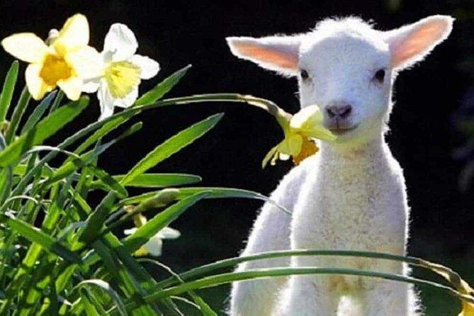 Lyttelton Cruise Excursions: Christchurch Sightseeing with Sheep Farm - Key Points