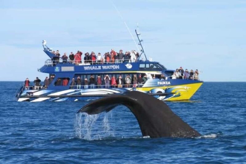 Lyttelton Port: Day Tour 3 options for Cruise Passengers - Authentic Experiences and Authenticity