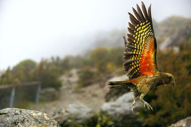 Lyttelton Shore Excursion: Arthur's Pass Day Tour - The Value of the Experience