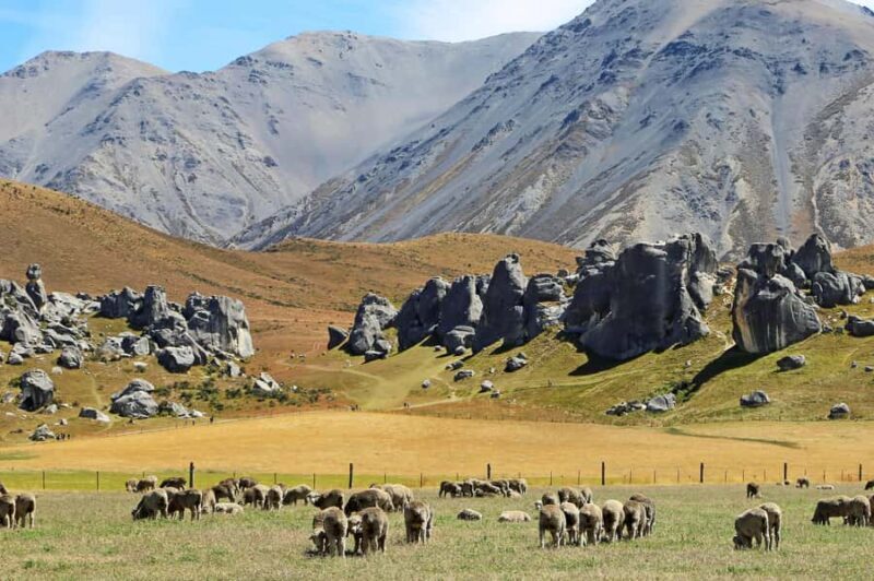 Lyttelton: Shore Excursion, Castle Hill & Inland Canterbury - FAQ